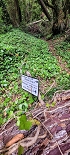 Plants: image 56 Of 208 Thumb